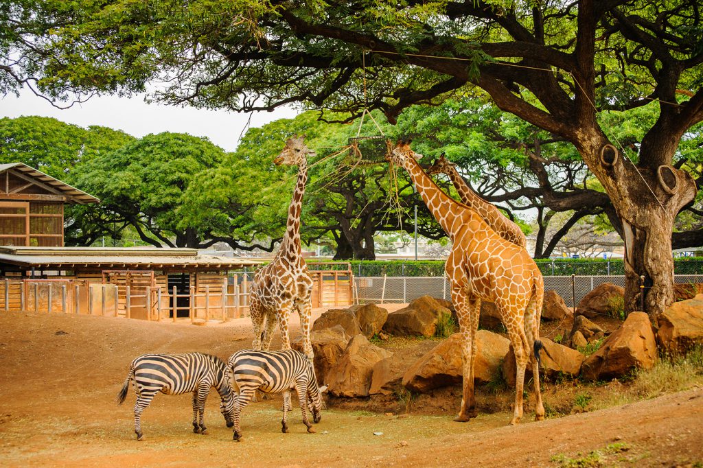 Thổ Địa Du Lịch Hà Giang